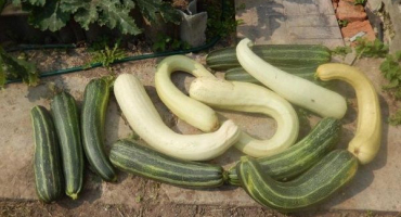 Příčiny nepravidelného tvaru u cuket